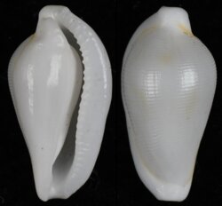 Dentiovula horai