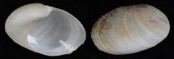 Sinum javanicum