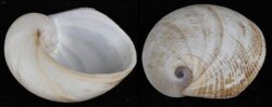 Sinum javanicum