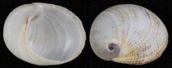 Sinum javanicum