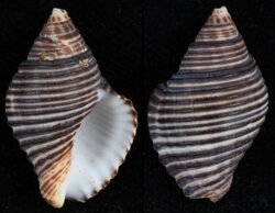 Pollia undosa
