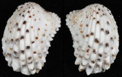 Cardita variegata