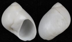 Polinices mammilla