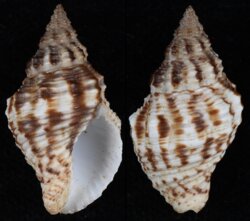Pusio elegans