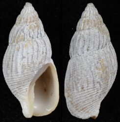 Amphissa columbiana