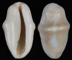 Cyphoma gibbosum