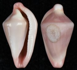 Dentiovula horai