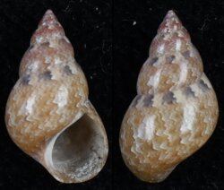 Phasianella solida