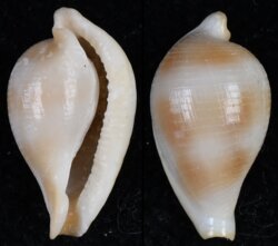 Margovula cf tinctilis