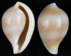 Margovula cf tinctilis