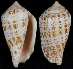 Conomurex decorus