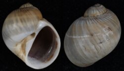 Natica gualteriana