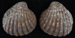 Cardites antiquatus