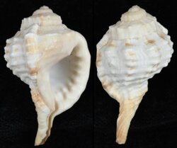 Ranularia encaustica