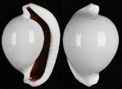 Ovula ovum