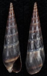 Hastula cinerea