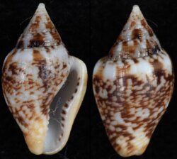 Columbella rustica