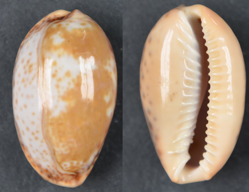 New shells - ShellBrothers - New shells