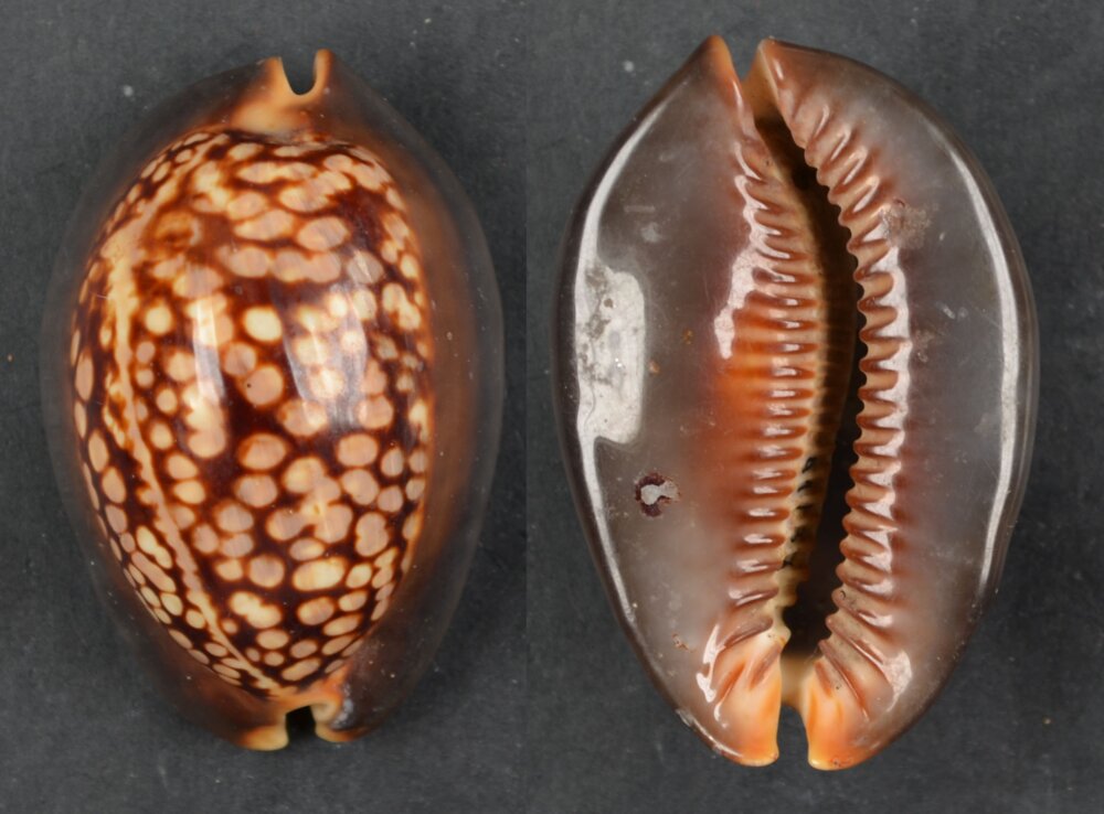 New shells - ShellBrothers - New shells