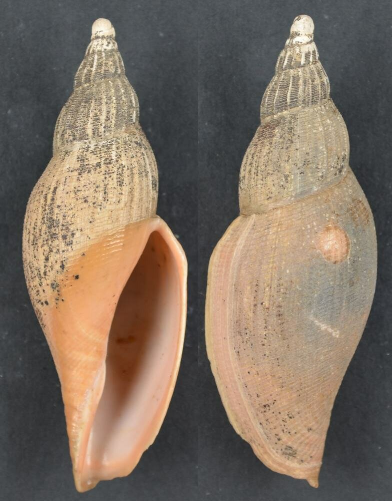 New shells - ShellBrothers - New shells