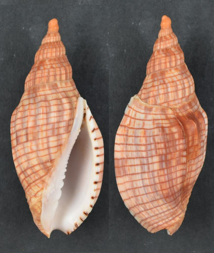 All shells - ShellBrothers - All shells