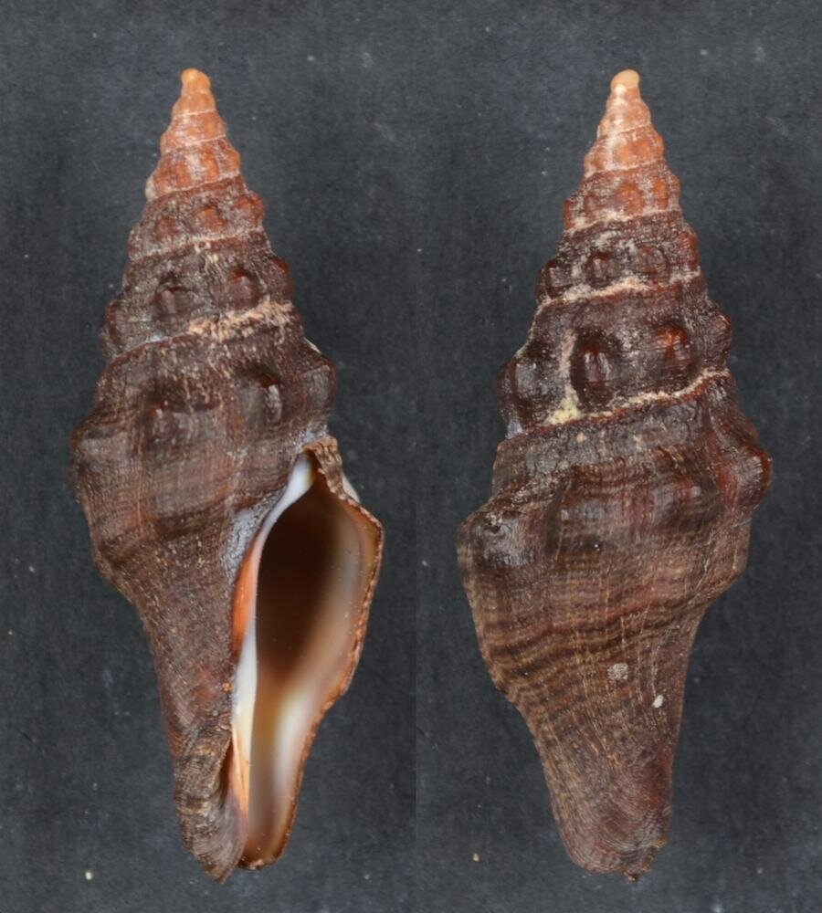 All shells - ShellBrothers - All shells