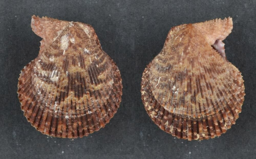 All shells - ShellBrothers - All shells