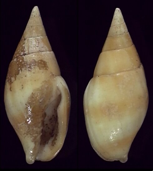 New shells - ShellBrothers - New shells