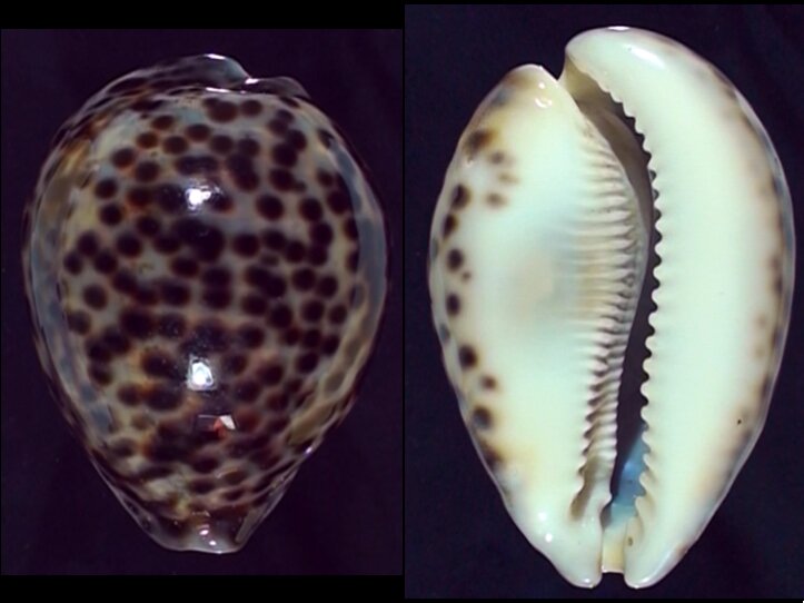 Fletche Shells New shells - ShellBrothers - New shells