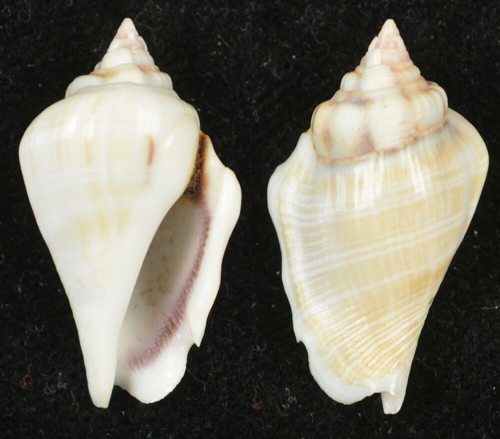 Shell Pleads New shells - ShellBrothers - New shells