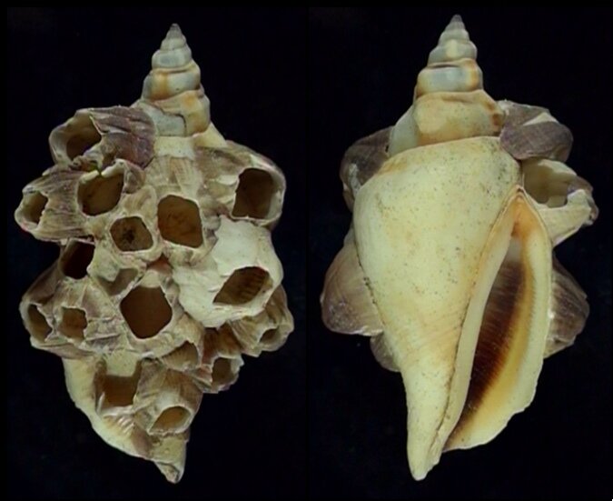 All shells - ShellBrothers - All shells