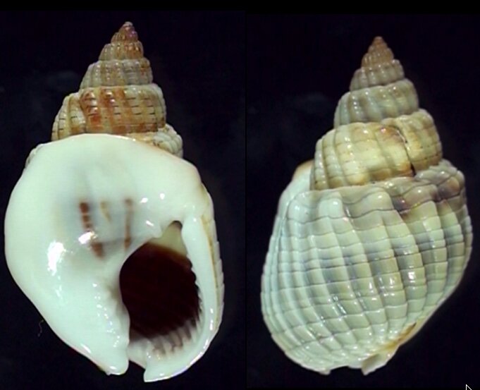 Nassarius Shell Types All shells - ShellBrothers - All shells
