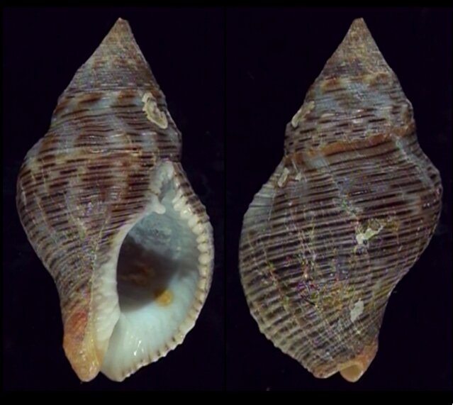 All shells - ShellBrothers - All shells