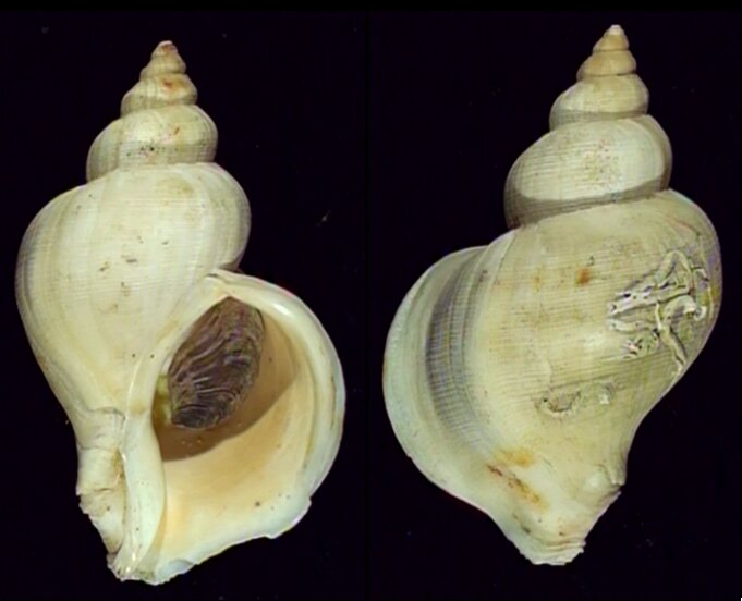 Humphrey Shells New shells - ShellBrothers - New shells