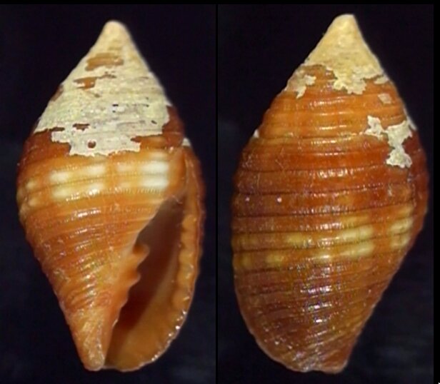 Micropolitan Shells All shells - ShellBrothers - All shells