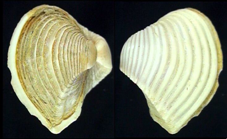 All shells - ShellBrothers - All shells