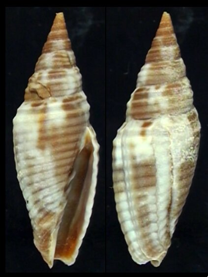 All shells - ShellBrothers - All shells