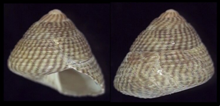 All Shells Shellbrothers All Shells