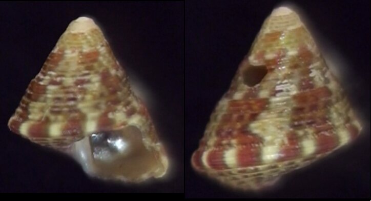 All Shells Shellbrothers All Shells