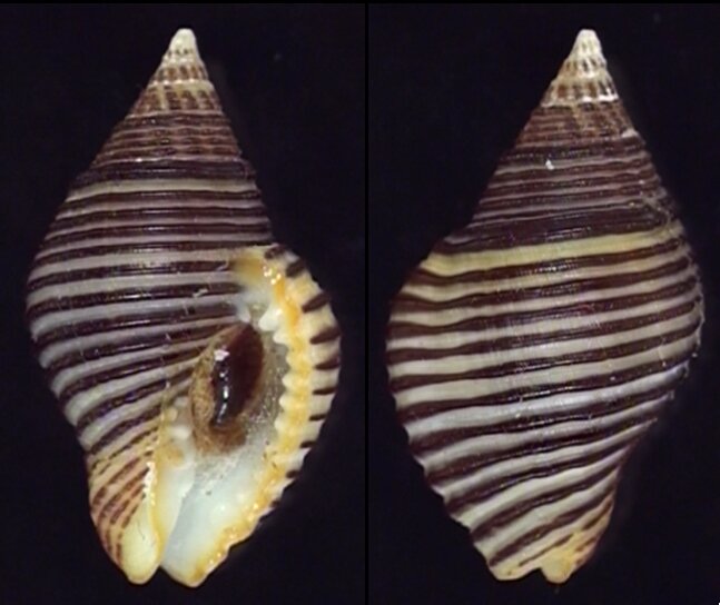 All shells - ShellBrothers - All shells