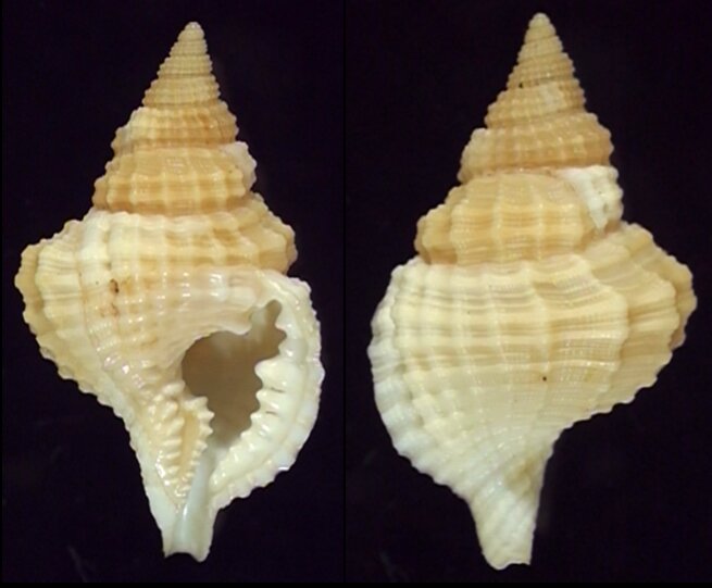 All shells - ShellBrothers - All shells