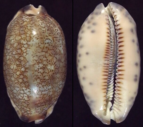 New shells - ShellBrothers - New shells