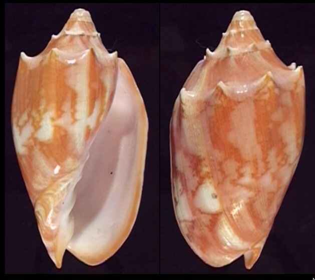 New shells - ShellBrothers - New shells