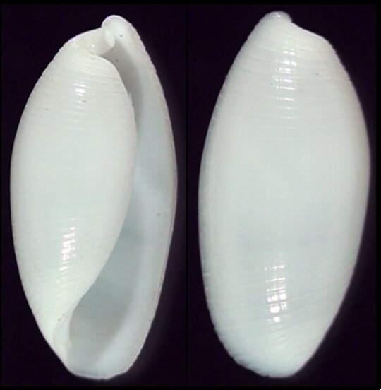 Fletche Shells New shells - ShellBrothers - New shells