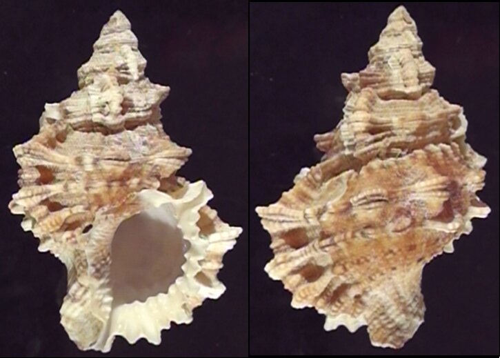 New shells - ShellBrothers - New shells