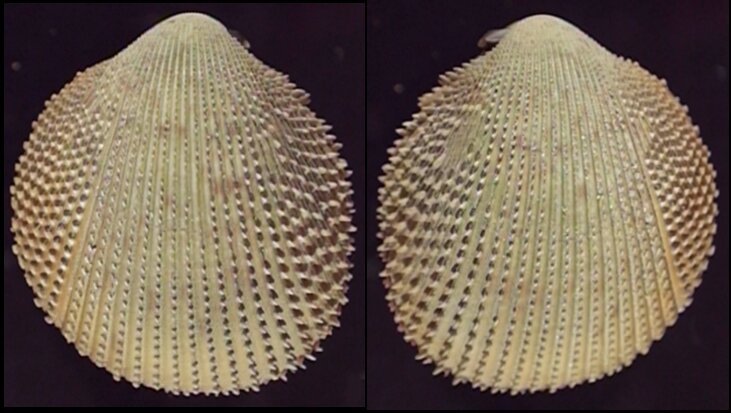 Fletche Shells New shells - ShellBrothers - New shells