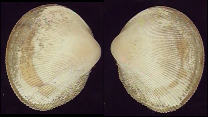 Fletche Shells New shells - ShellBrothers - New shells