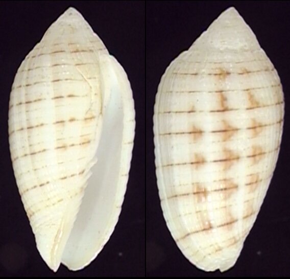 Fletche Shells New shells - ShellBrothers - New shells