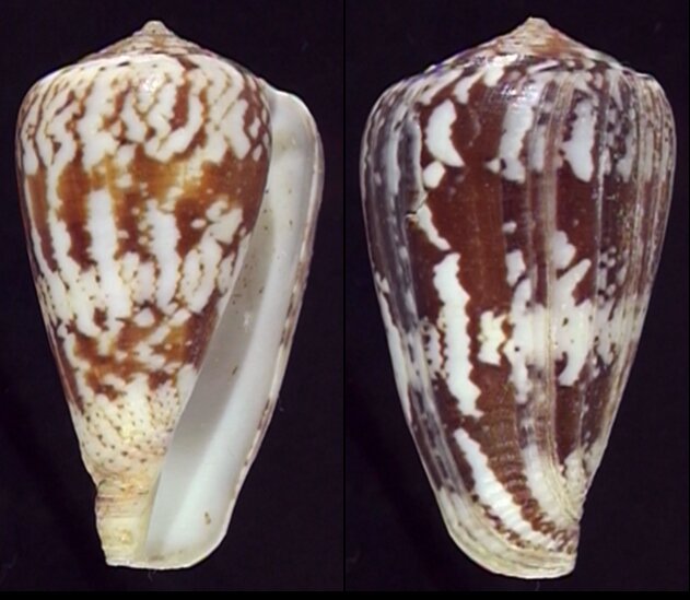 New shells - ShellBrothers - New shells