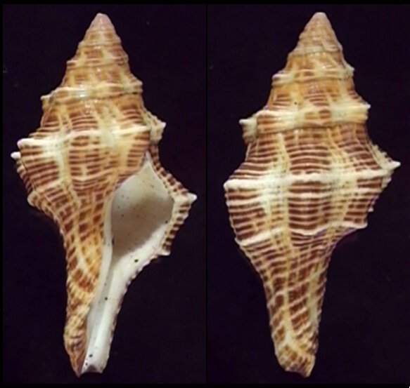 All shells - ShellBrothers - All shells